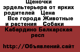Щеночки эрдельтерьера от ярких родителей › Цена ­ 25 000 - Все города Животные и растения » Собаки   . Кабардино-Балкарская респ.